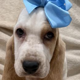 Elsa - Lemon and white female Basset Hound puppy in Monterey, Tennessee from Southern Belles Bassets
