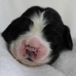 Mahogany - Black and white female English Springer Spaniel puppy in Lexington, South Carolina from House Tiner Springers