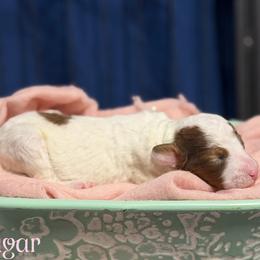 Sugar - Sable female Aussiedoodle puppy in Henry, Illinois from Rowe Farms Doodles