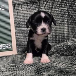 Drizzle - Black and white female Tibetan Terrier puppy in Lane County, Oregon from Zara Tibetan Terriers