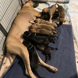 Great Dane Puppies from Janet Taylor