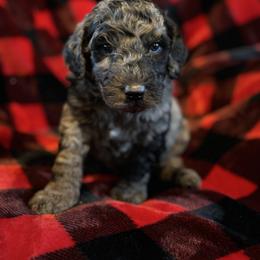Kabucha - Sable male Poodle puppy in St. Johnsbury, Vermont from Poodles of the Northern Woods