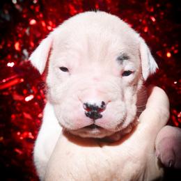 Deimos - White male Dogo Argentino puppy in San Diego, California from Debonair Dogos