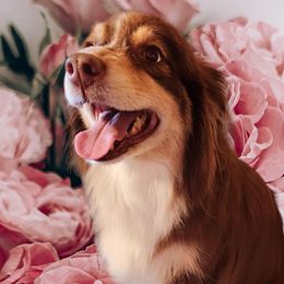 Cherokee - Australian Shepherd