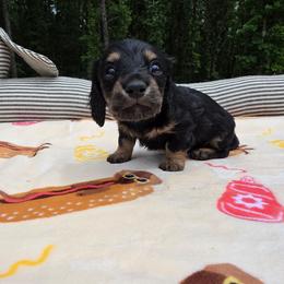 Black and cream brindle - Black and cream male Dachshund puppy in West Plains, Missouri from Spring Creek Dachshunds