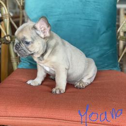 French Bulldog Puppies from Zoey's Dynasty French Bulldogs