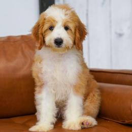 Comet - Red male Bernedoodle puppy in Dundee, Ohio from Down Home Doodle