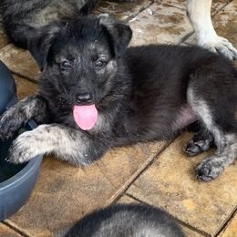 German Shepherd Puppies from Scenic Creek German Shepherds