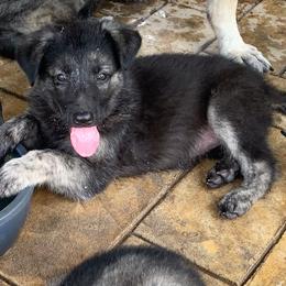 German Shepherd Puppies from Scenic Creek German Shepherds