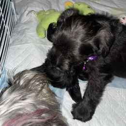 Miniature Schnauzer Puppies from Mini Schnauzers for Life