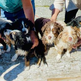 Miniature Australian Shepherd Puppies from Iris’ Island Oasis
