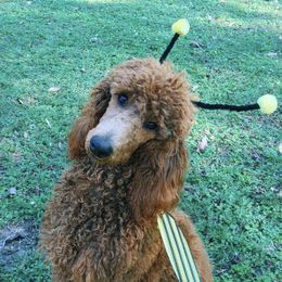 Poodles from DelMor Poodles