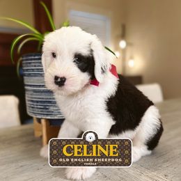 Celine - Gray and white female Old English Sheepdog puppy in Cleveland, Tennessee from Narrow Path Old English & Sheepadoodles