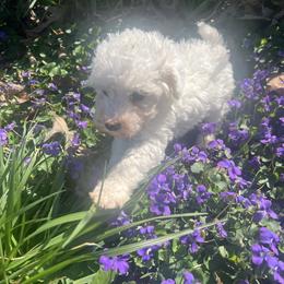 Sandy - Parti female Poodle puppy in Lawrenceburg, Tennessee from LUV Poodles and Maltipoos