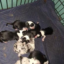 Australian Shepherd and Great Dane Puppies from AEW Farm