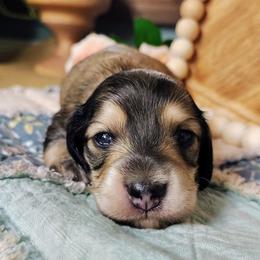 Koda - Cream male Dachshund puppy in Thomaston, Georgia from UGG Ranch