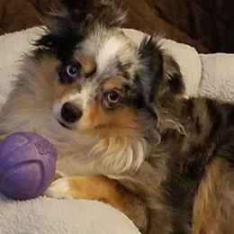 Miniature Australian Shepherd and Toy Australian Shepherd Puppies from Miller Hill Aussies