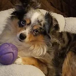 Miniature Australian Shepherd and Toy Australian Shepherd Puppies from Miller Hill Aussies