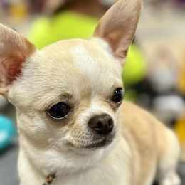 Chihuahuas from Cool-Chi’s Chihuahuas