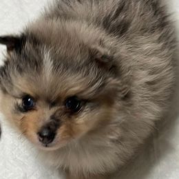 Pomeranians from Pomeranian Pups