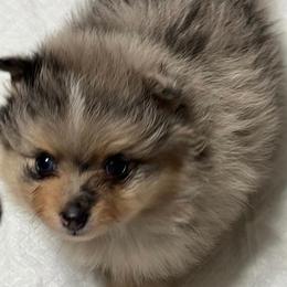 Pomeranians from Pomeranian Pups