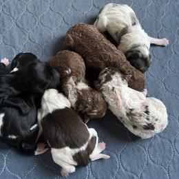 Audi - Blue merle male Aussiedoodle puppy in Springfield, Missouri from Aspen River Doodles