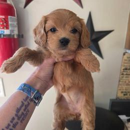 Mayte - Red female Cavapoo puppy in Gresham, Oregon from Paisley Cavapoos