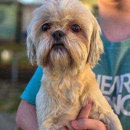 Jubilee - Shih Tzu