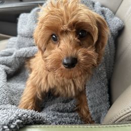 Cavapoo Puppies from Doodles of Central Texas