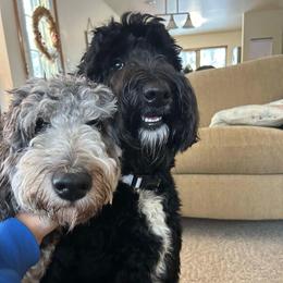 Aussiedoodle All Grown Up from Pawsitively Doodles