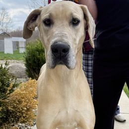 Luna - Great Dane