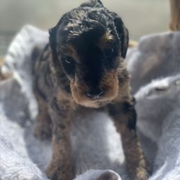 Aussiedoodle Puppies from Danie’s Doggie Den