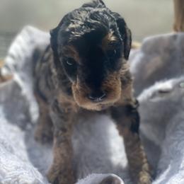 Aussiedoodle Puppies from Danie’s Doggie Den