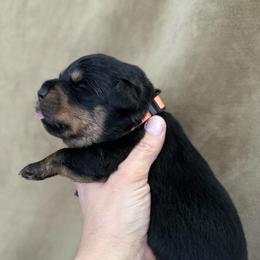 Juno - Black and tan female Rottweiler puppy in Newfoundland, Pennsylvania from Poconopaws