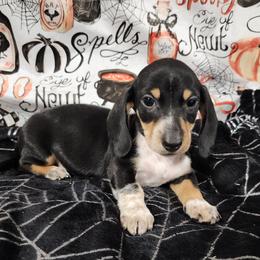 Austin - Piebald male Dachshund puppy in Anaconda, Montana from Williams Family Dachshunds
