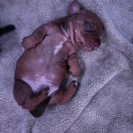 Girl 1 - Red female Dachshund puppy in Atwater, California from Daisy Doxies