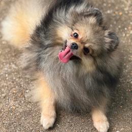 BELLY - Cream sable female Pomeranian puppy in Willis, Texas from Treasured Jewels Pomeranians