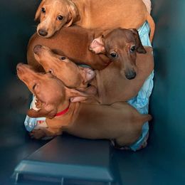 Dachshund puppies from Unicorn Kennels LLC