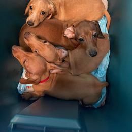 Dachshund puppies from Unicorn Kennels LLC