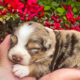 AKC Fudge (Natural Tail) - Red merle male Australian Shepherd puppy in Jonesborough, Tennessee from 5AFarms