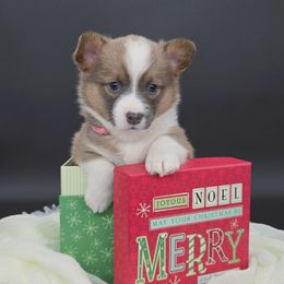 Karen - Sable female Pembroke Welsh Corgi puppy in Dickeyville, Wisconsin from J&R Shepherds & Corgis
