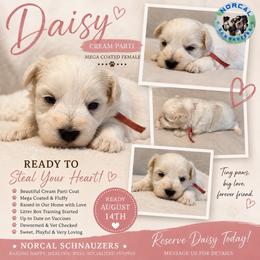 Daisy - Parti female Miniature Schnauzer puppy in Magalia, California from NorCal Schnauzers