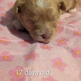 Thelma - Apricot female Cavapoo puppy in Lincolnton, North Carolina from Home Sweet Home Puppies