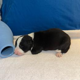 Rio - Black and white male Border Collie puppy in Henagar, Alabama from Ridge Kap Border Collies