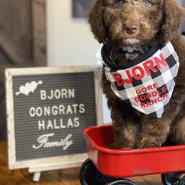 Aussiedoodle Puppies from Gore Doodle Ranch