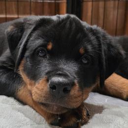 Girl 7 - Black and mahogany female Rottweiler puppy in Edmond, Oklahoma from Noble Oak Rottweilers