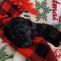 Princess Nadia - Black female Poodle puppy in North Carolina from Faithful Hearts Kennel