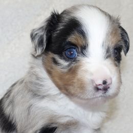 Miniature Australian Shepherds and Toy Australian Shepherds from Longo's Little Aussies