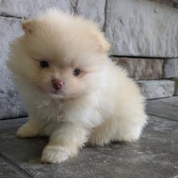 Walnut - Cream male Pomeranian puppy in Westphalia, Kansas from Prairie Ridge Kennel