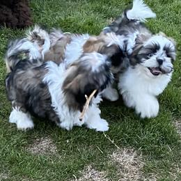 Shih Tzu Puppies from Willow Lane Shih Tzus